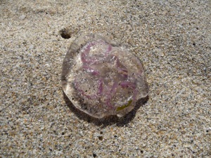 moon or common jellysfish