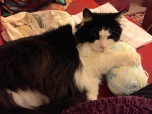 Moppet takes up knitting 