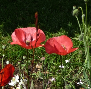 more poppies – Version 2